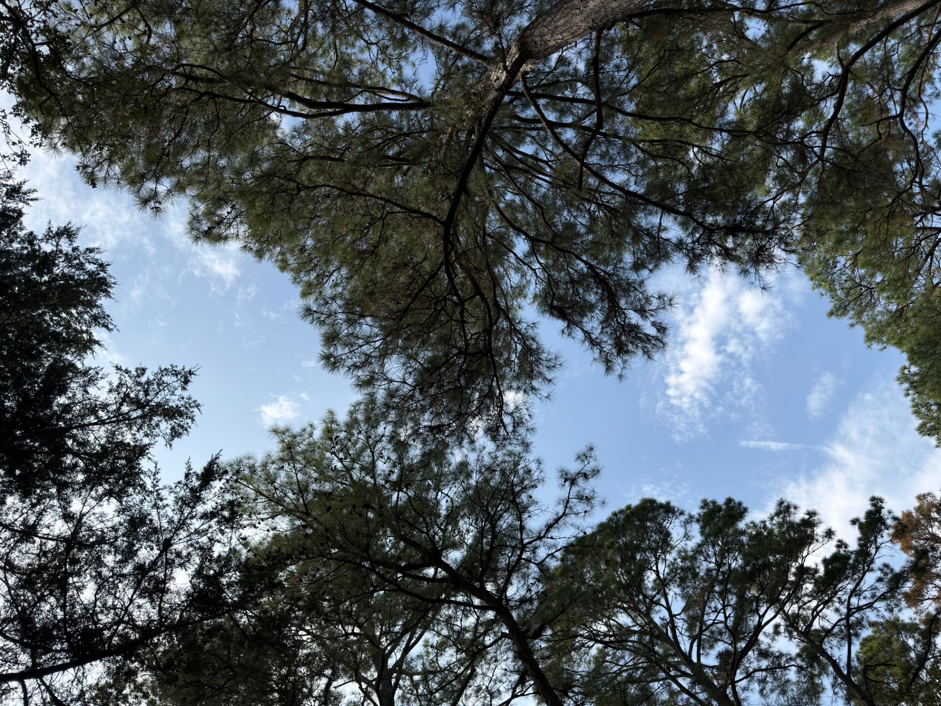 Looking up at the towering pine canopy and blue Texas sky at Pine Tree Palace